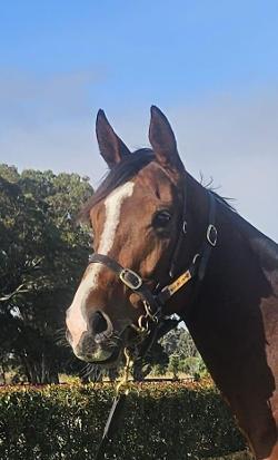 GEEMES - Tried Horse (75% sold)
