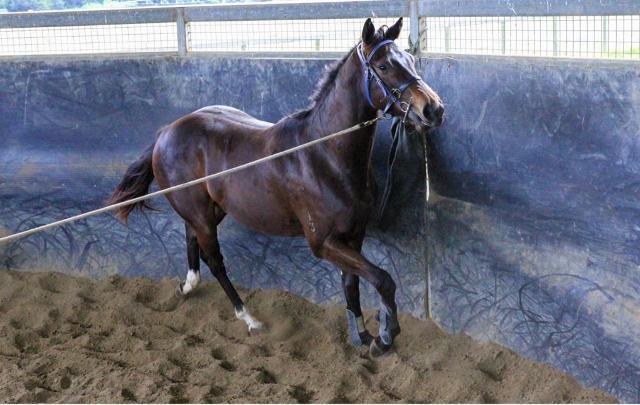 North Pacific x Wolfsburg Filly ‘23