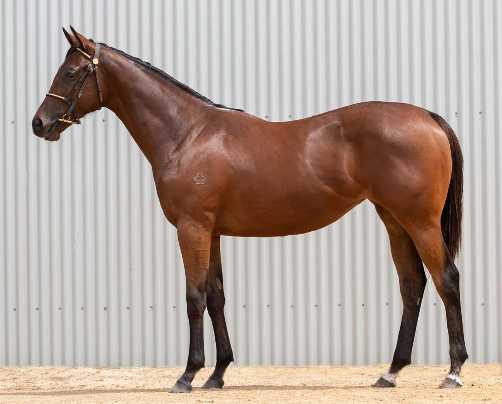Yes Yes Yes X Stanley Beach Filly