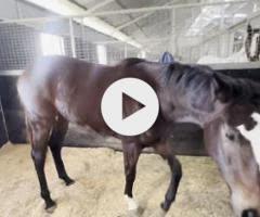 Wild Ruler x Saratoga Treasure (USA) Filly