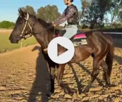 Foxwedge / Montpensier 22 Filly