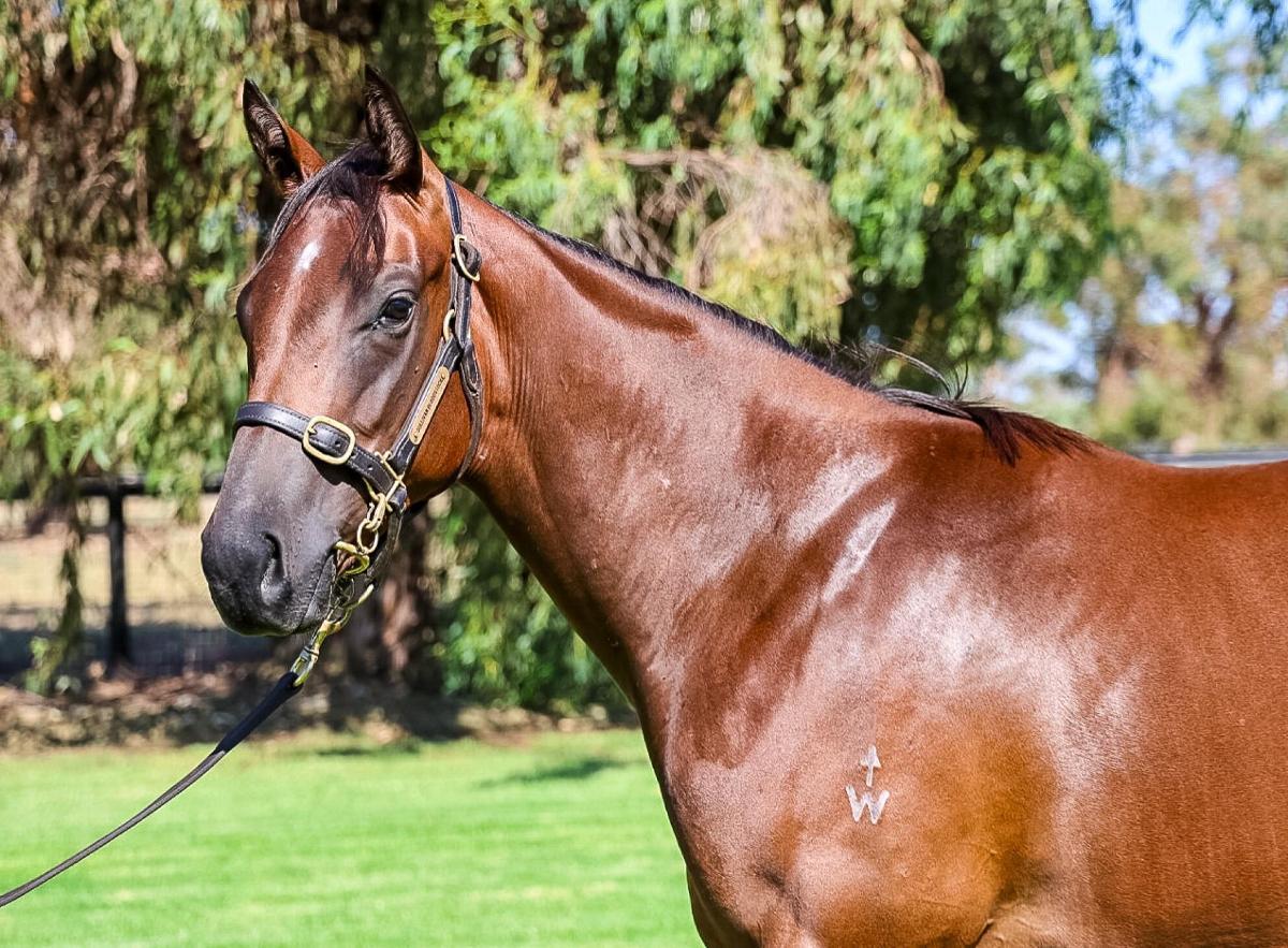 Shamus Award x Mirfa