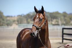 Rich Enuff x Streetcar Express Colt '24