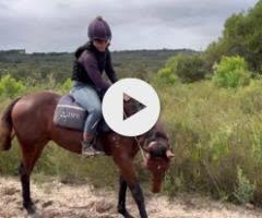 Pierro x Walk This Way (IRE) colt