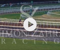 Brutal x Rock The World Colt