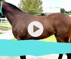 Russian Revolution yearling colt