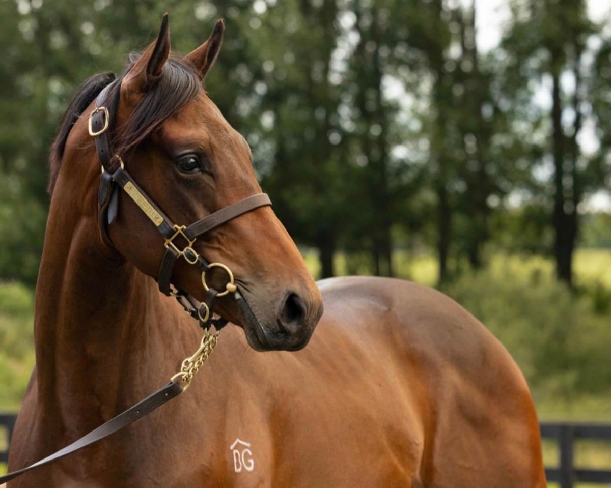 horse-image