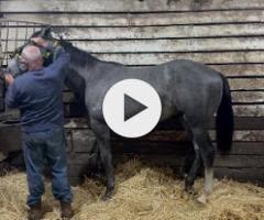 D'argento x Gobelin Colt