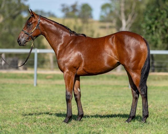 horse-image