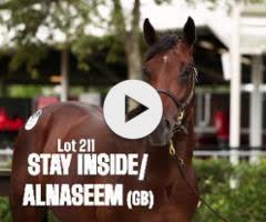Stay Inside x Alnaseem