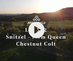 Snitzel x I Am Queen