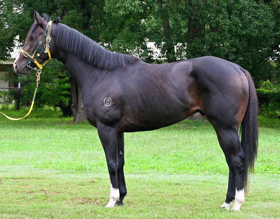horse-image