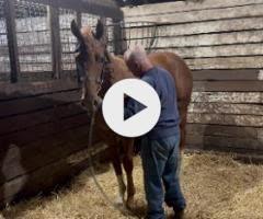 Jacquinot x Show Me More Colt