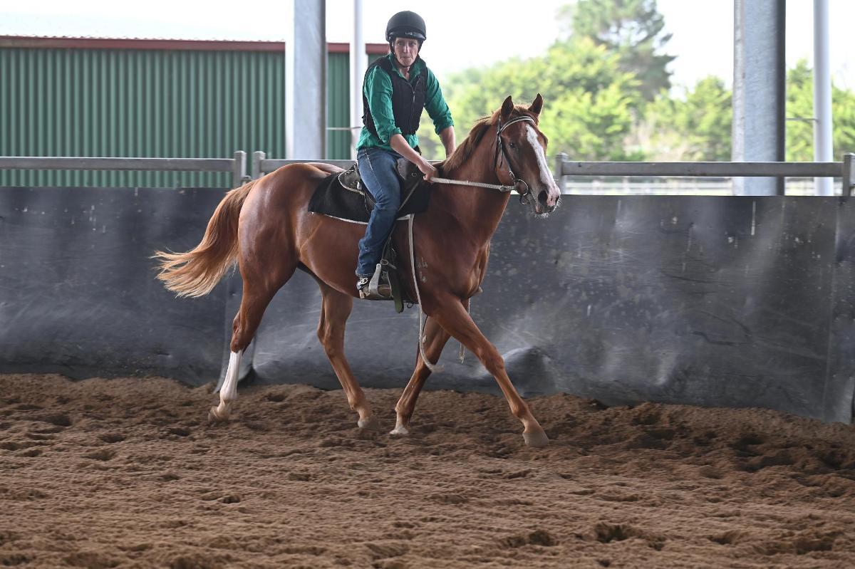 horse-image