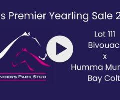 Bivouac/Humma Mumma '24