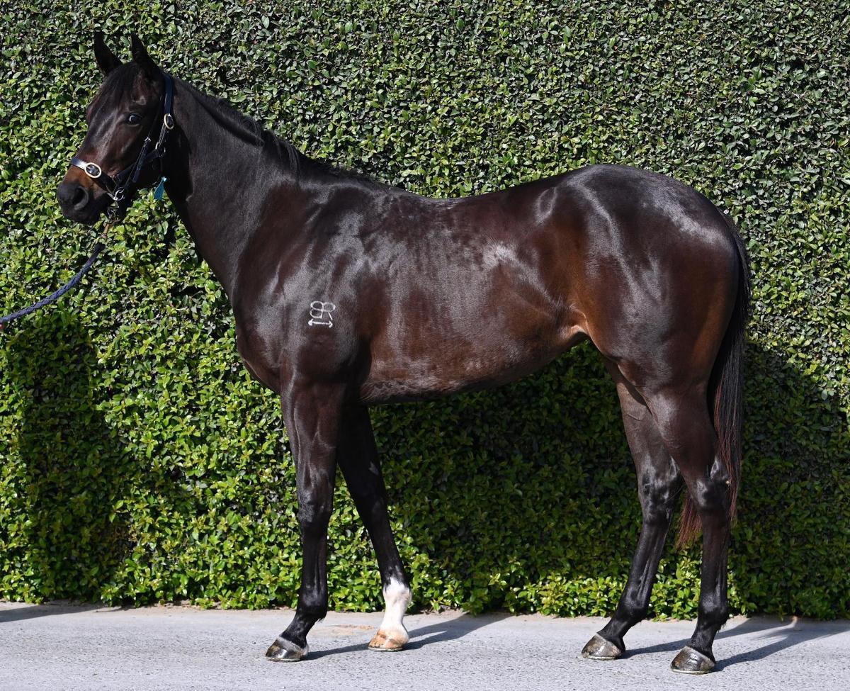 Spirit of Boom x Marluccio Filly