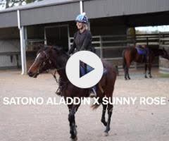 Satono Aladdin x Sunny Rose
