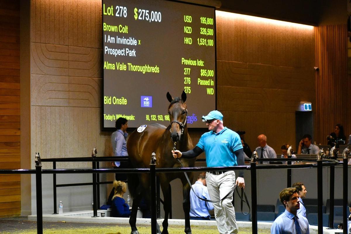 I Am Invincible x Prospect Park