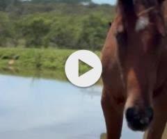 Castelvecchio filly X Charm School