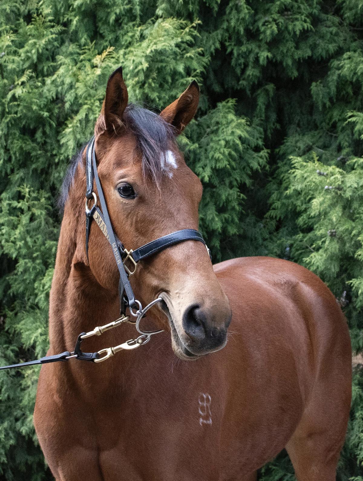 Anders x Madame Trop Vite Filly