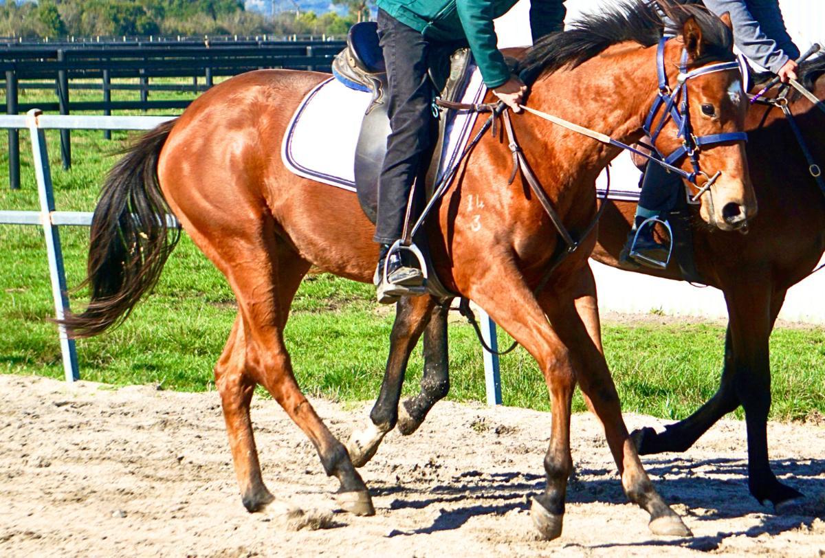 Anders x Madame Trop Vite Filly