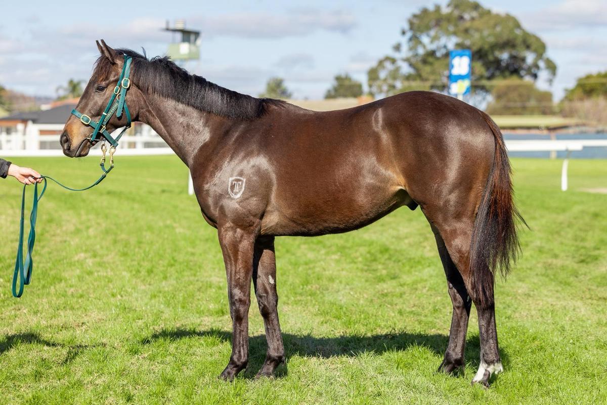 horse-image