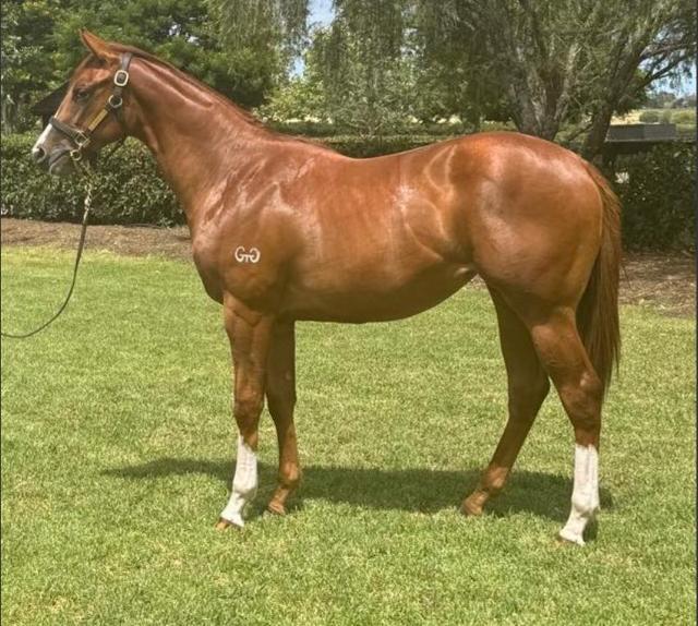 Street Boss x Ariege ‘23 Filly