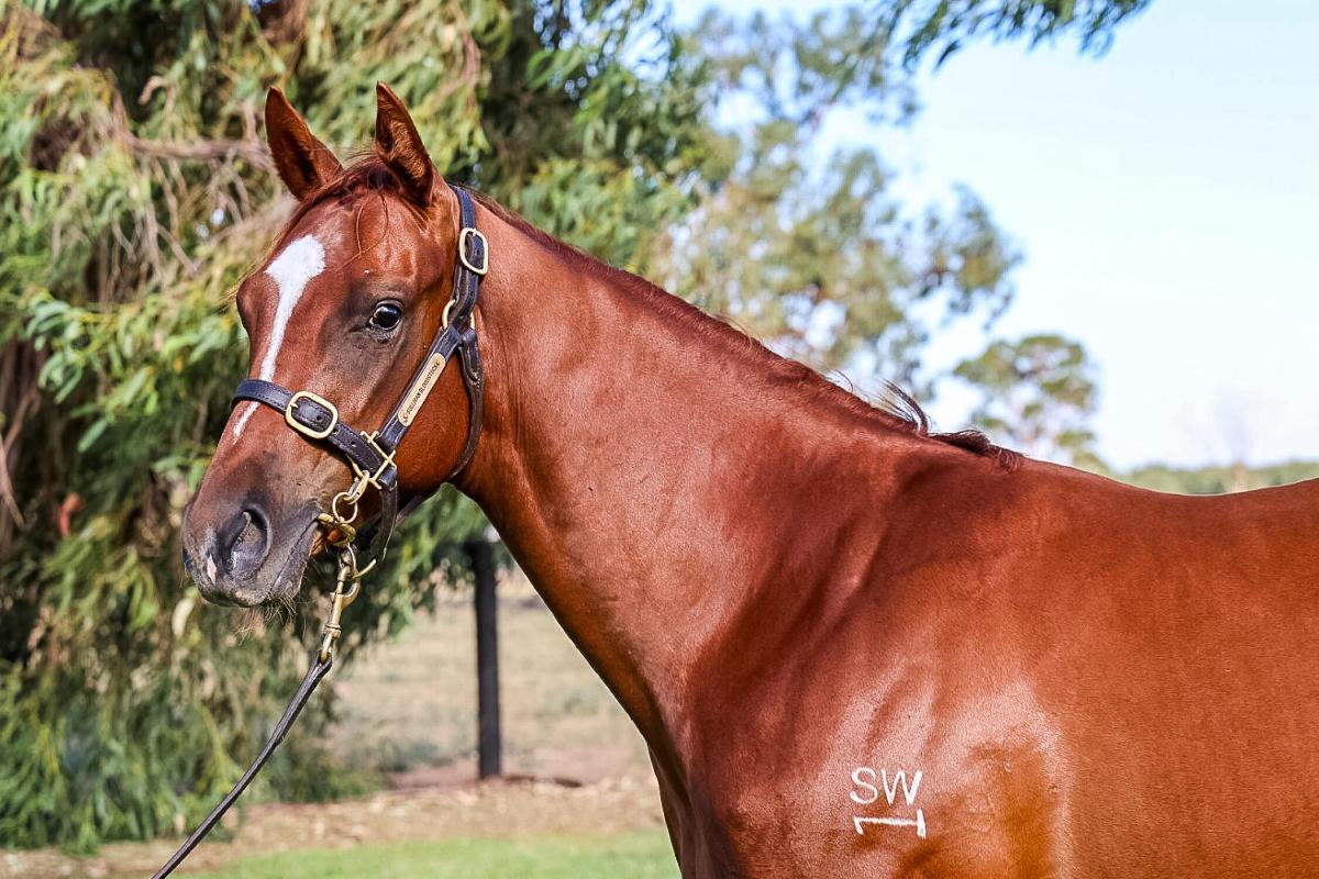 Toronado x Mockery