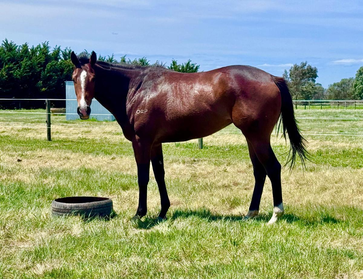 Castelvecchio x Brand New Choice