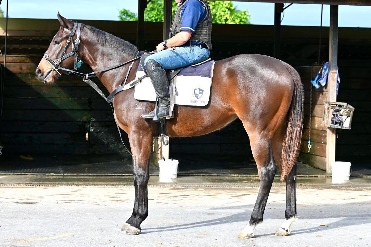 Better Than Ready x Miss Le Nord Filly