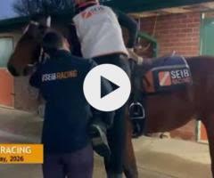 D'Argento x Genie (Snitzel) colt