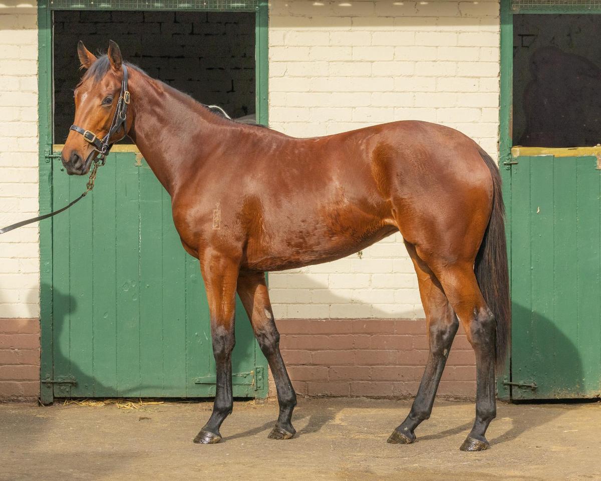 horse-image