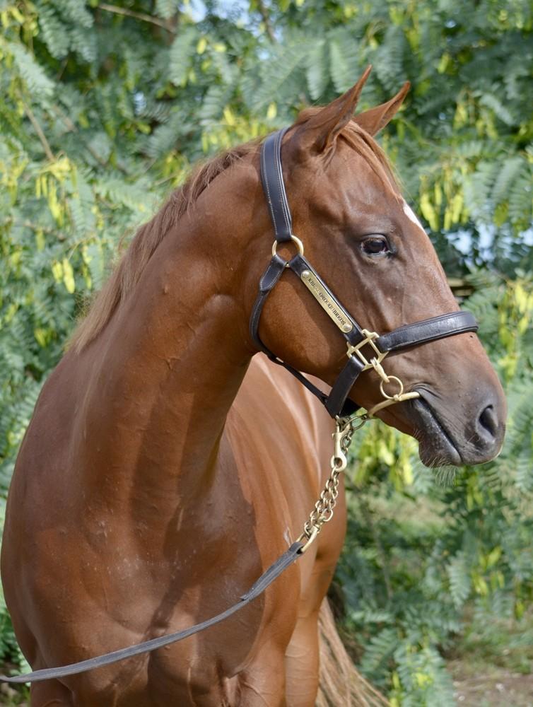horse-image