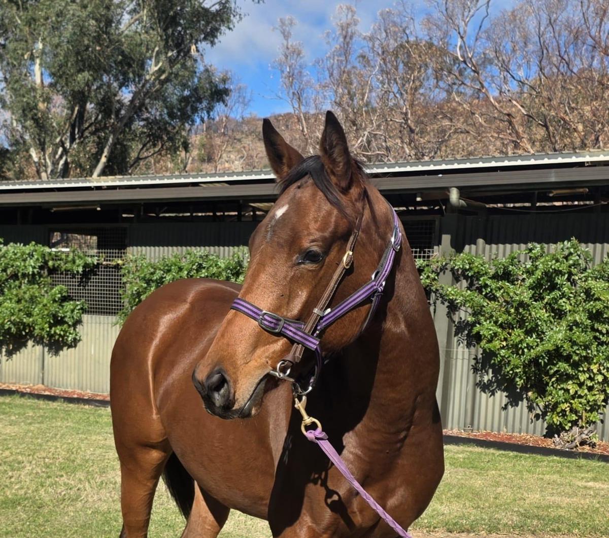 Jacquinot x Clover Beat Filly