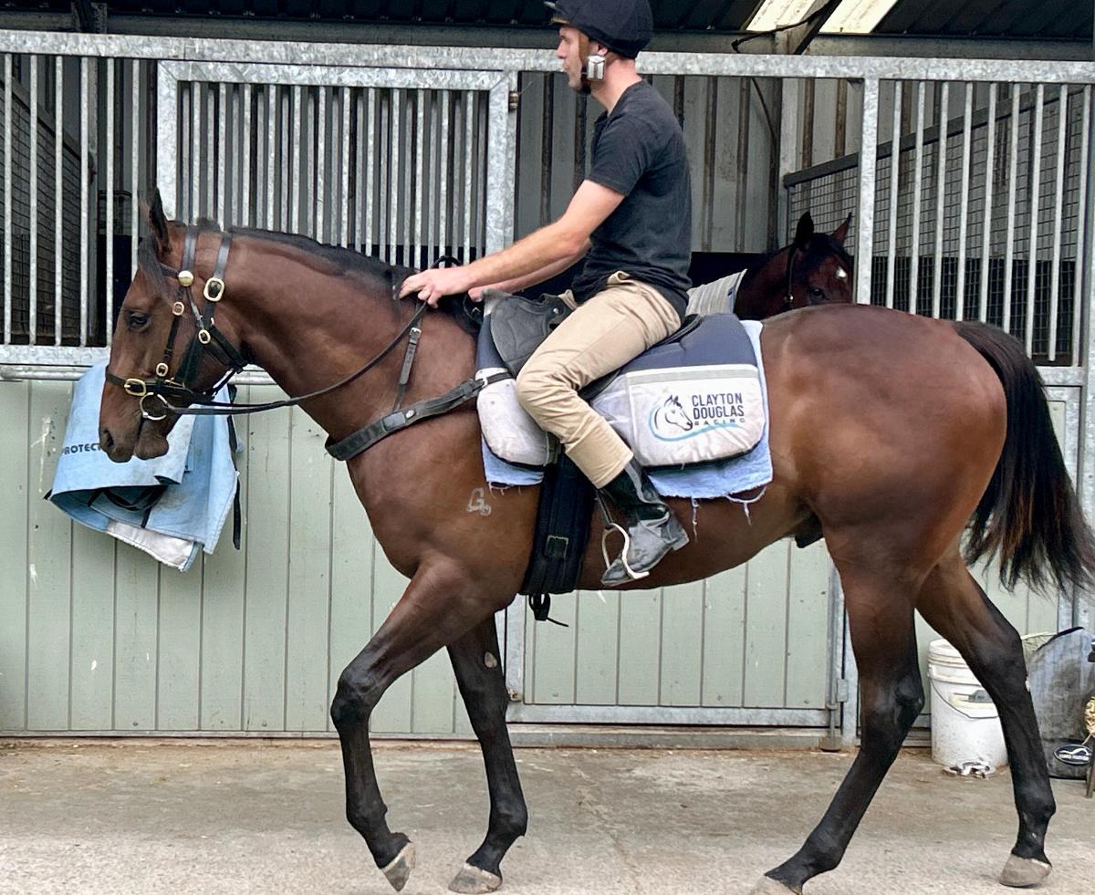 Wild Ruler x Tarabai