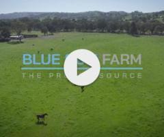 So You Think x Tyche Goddess