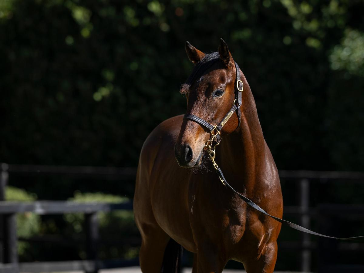Flying Artie x Queen Adele '24 Filly