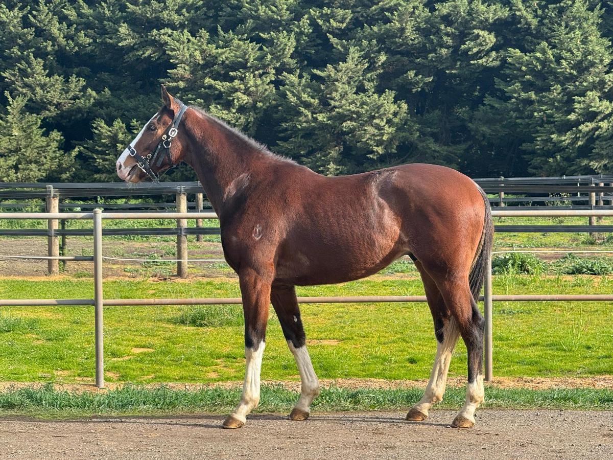 horse-image