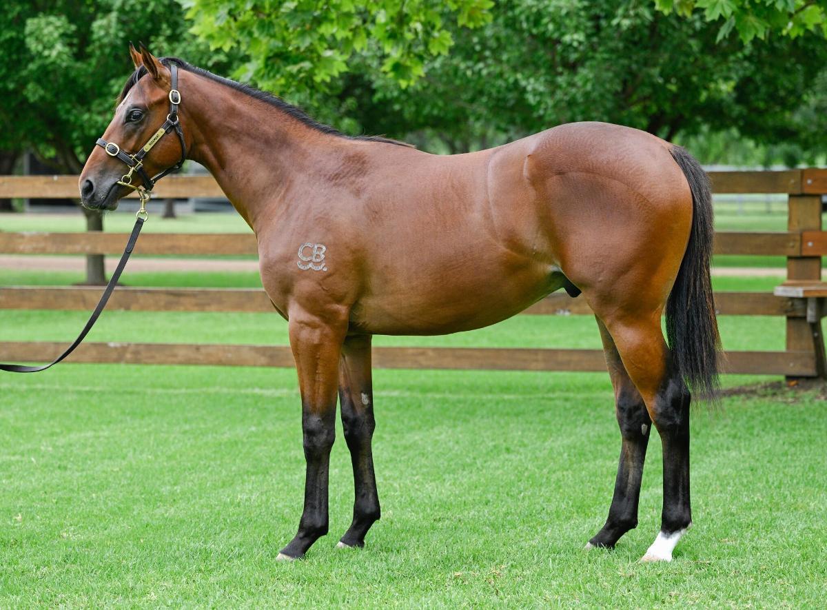 horse-image