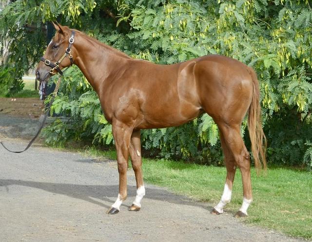 Stronger Chestnut 1yo Magic Millions filly