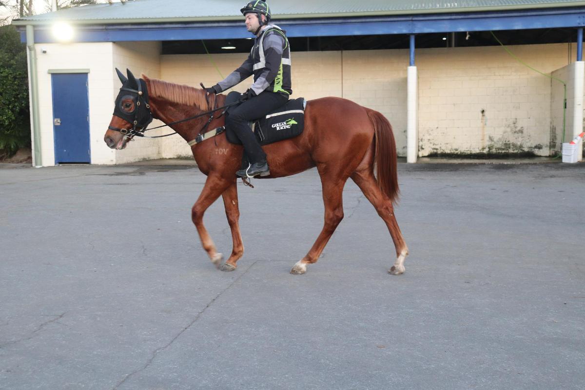 Pinatubo x Of The Day Colt