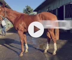 Jacquinot x Show Me More Colt