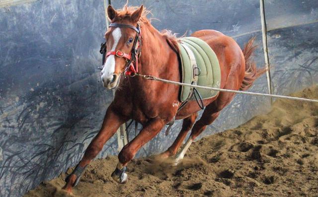 Street Boss x Ariege ‘23 Filly
