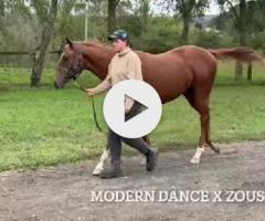 Zousain x Modern Dance