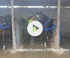 Alabama Express x Of Good Cheer