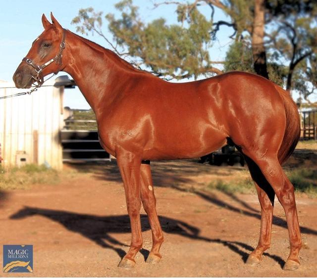 horse-image