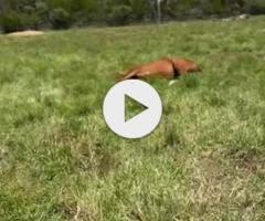 Castelvecchio filly X Charm School