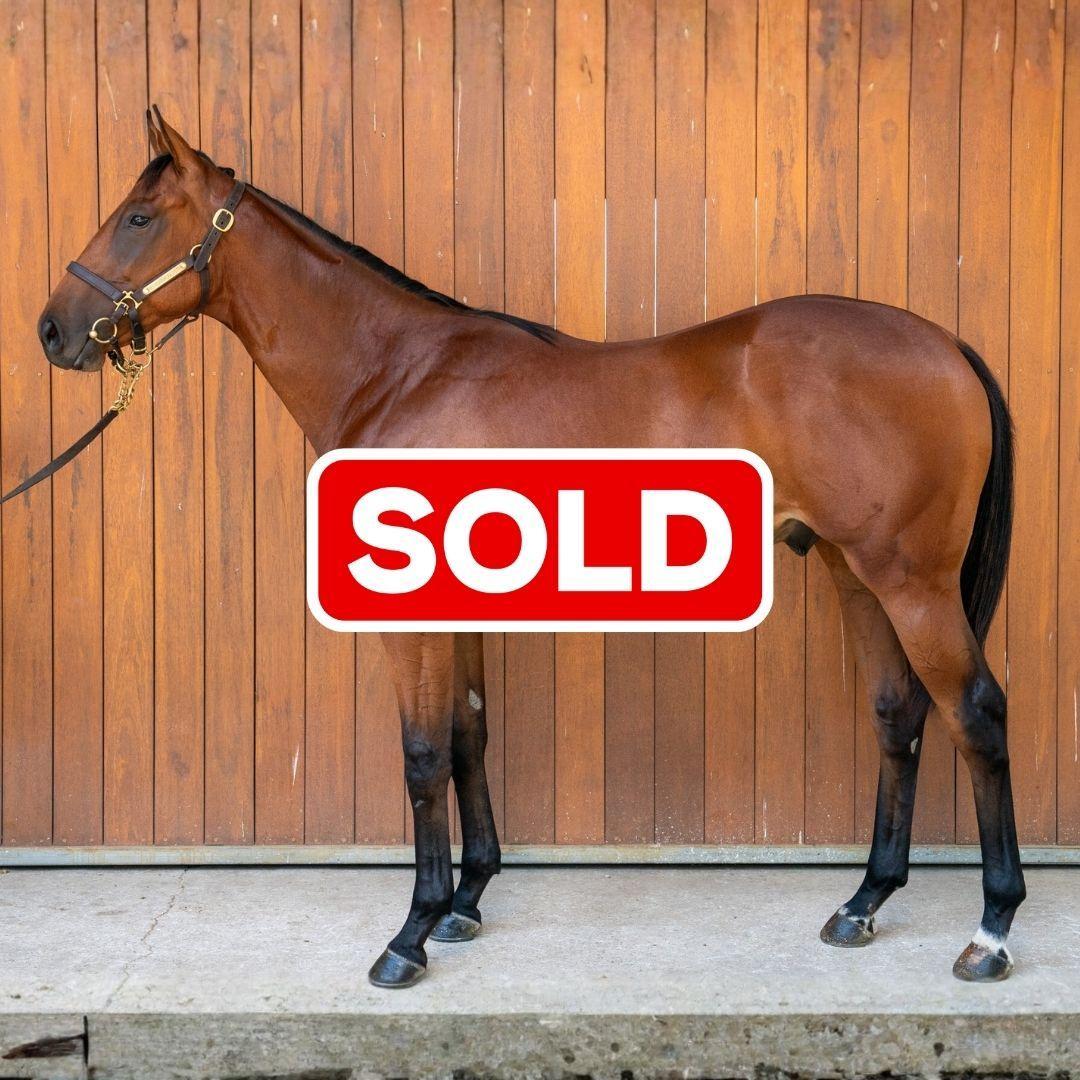 horse-image