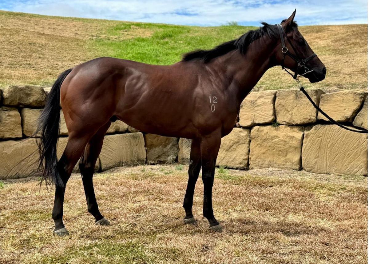 horse-image