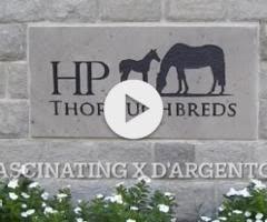 D'argento x Fascinating